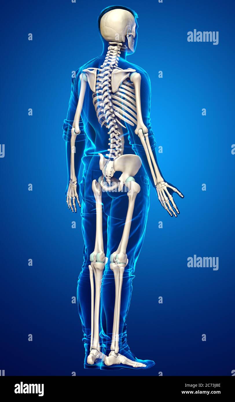 3d rendered, medically accurate illustration of a male skeleton system ...