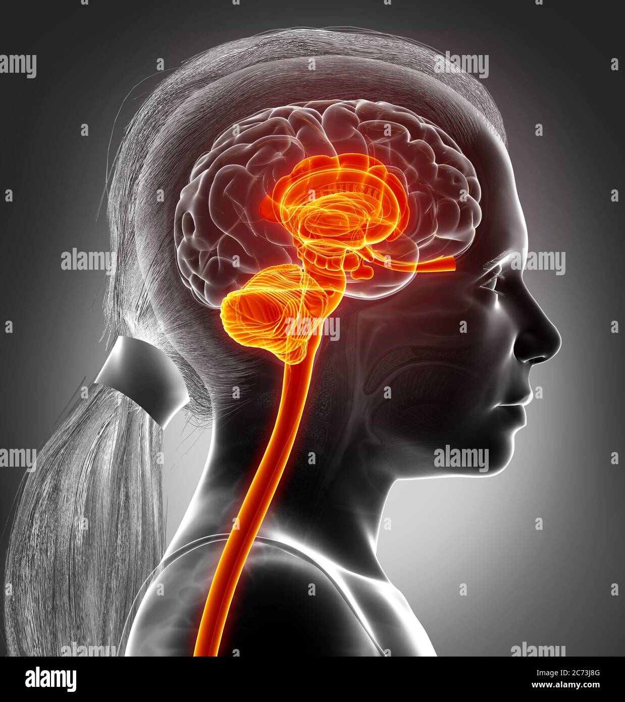 3d rendered medically accurate illustration of the interior brain anatomy Stock Photo Alamy