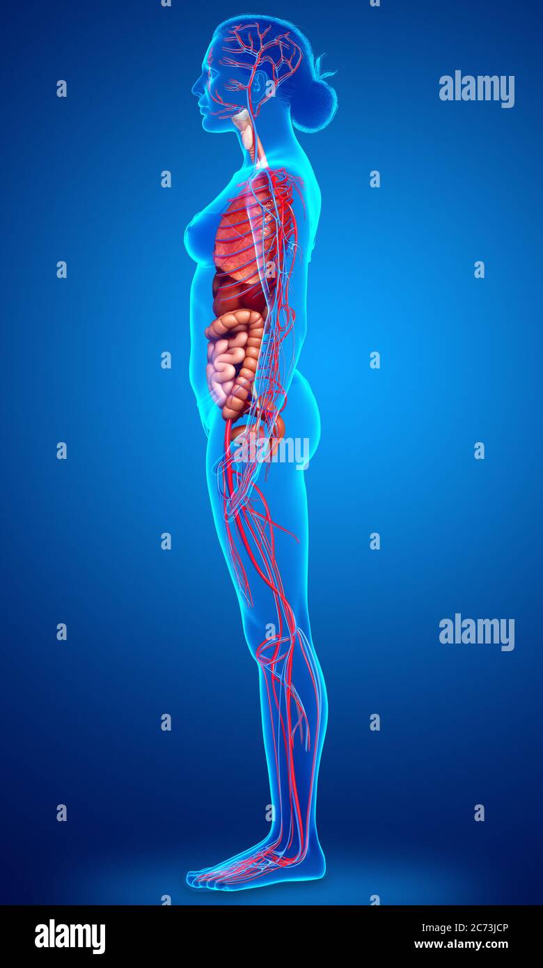 3d rendered medically accurate illustration of the female circulatory