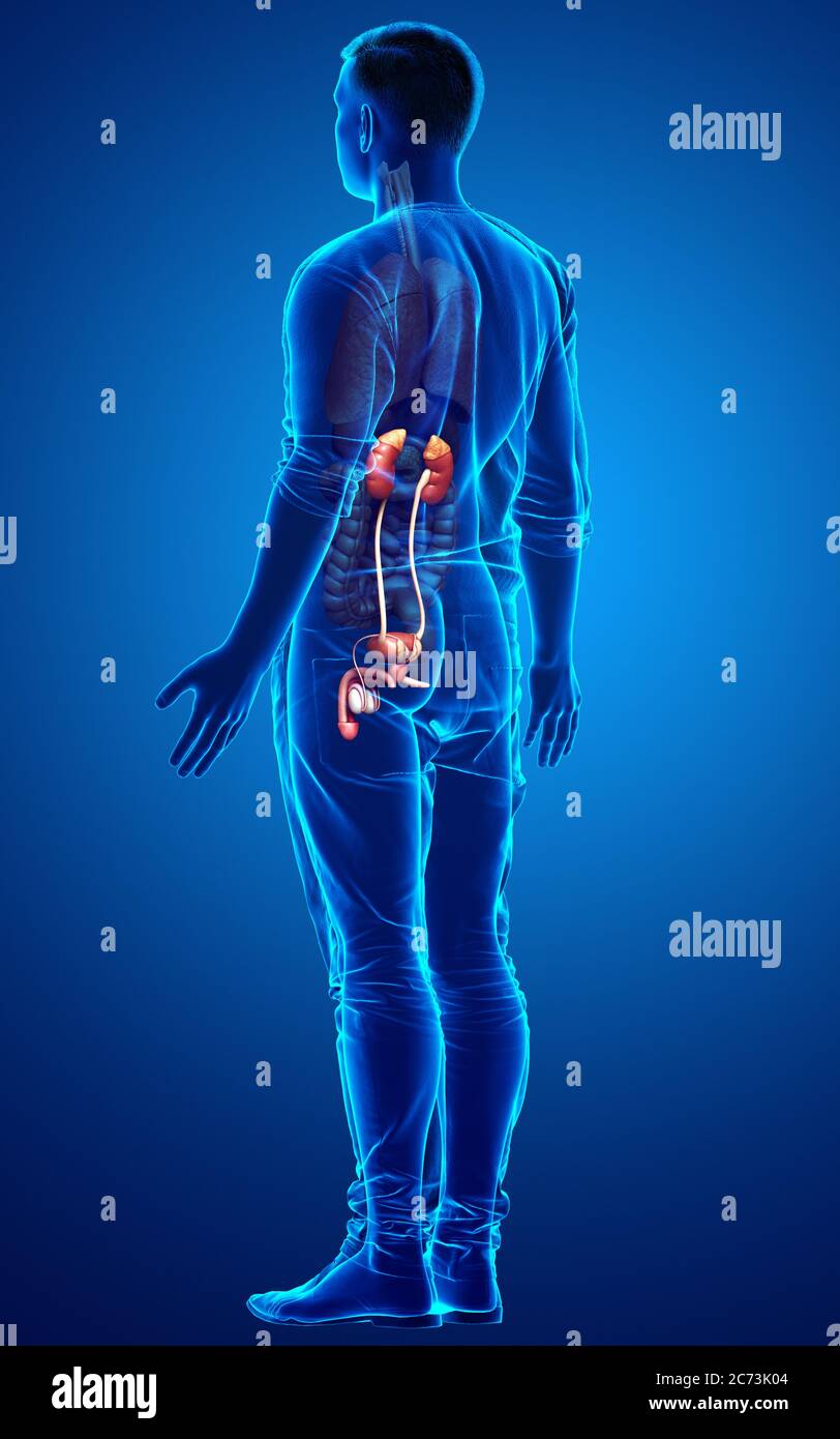 3d rendered, medically accurate illustration of the kidneys Stock Photo ...