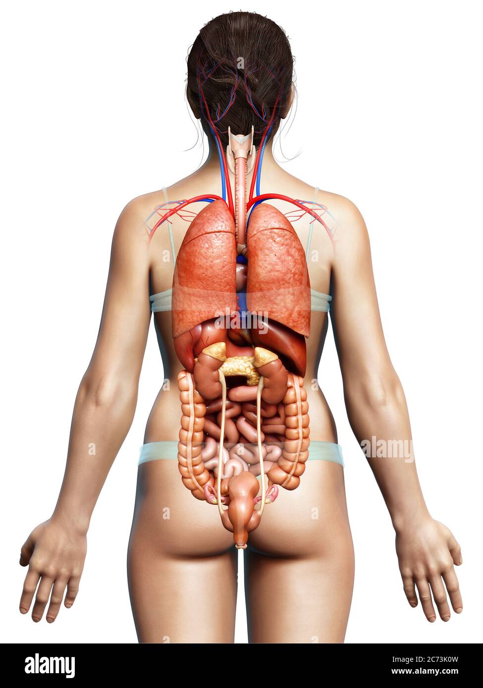 Внутренние органы человека. Внутренние органы женщины со спины. Анатомия человека со спины органы. Органы скорвека со спины.