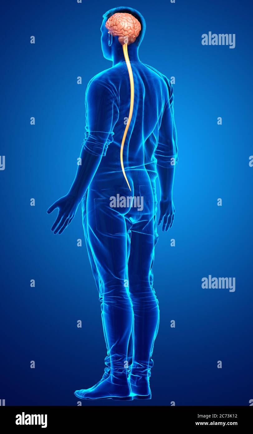 3d rendered medically accurate illustration of a male brain Stock Photo ...