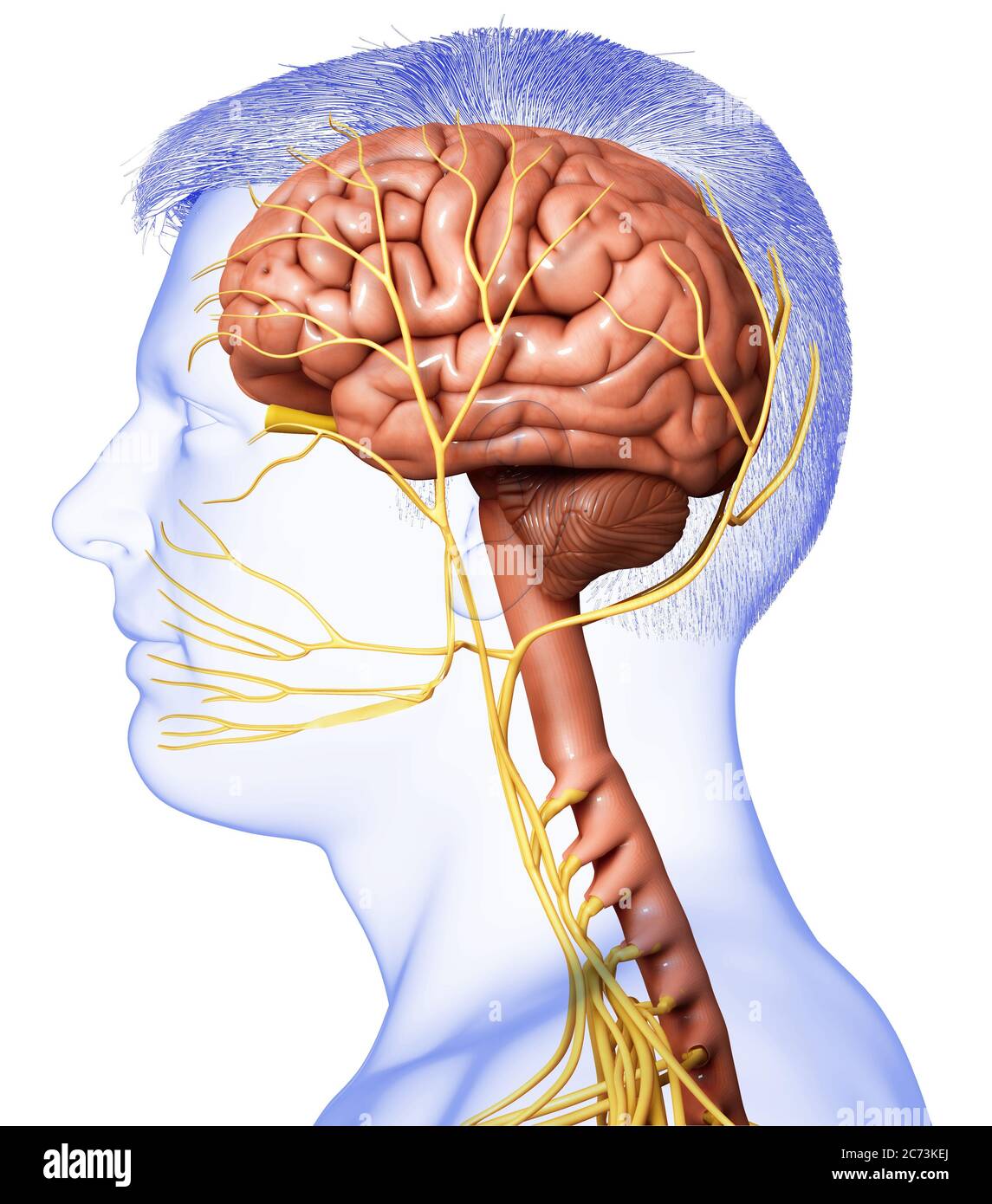 3d rendered medically accurate illustration of a male brain anatomy ...