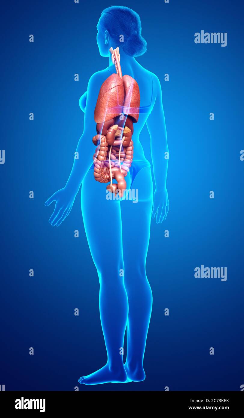 3d rendered medically accurate illustration of female Internal organs ...