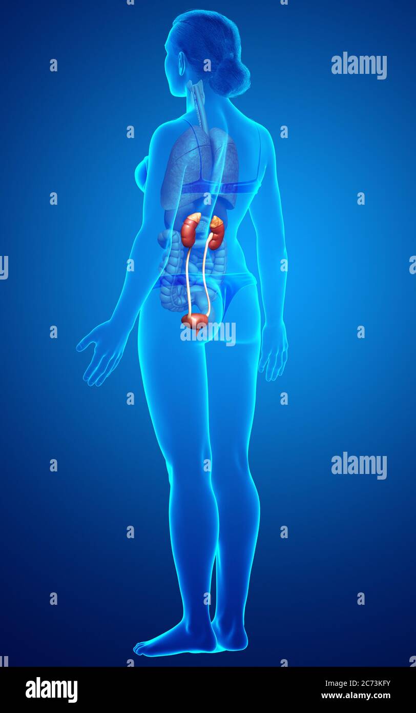 3d rendered, medically accurate illustration of female kidneys Stock ...