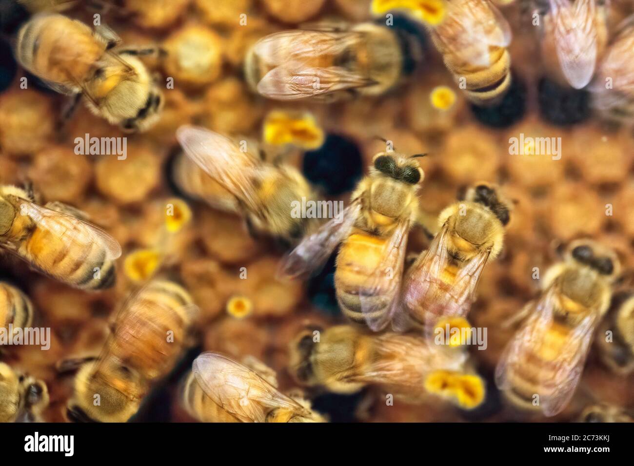 Close-up of busy and hectic life of honey bees feeding their young generations on the honeycomb in the apiary. Soft focus with blurry movement. Stock Photo