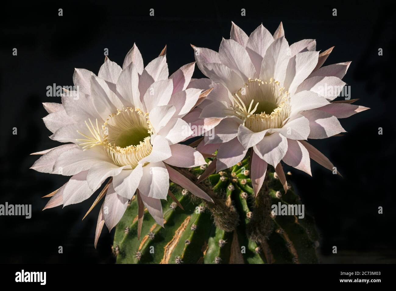 a pair of perfectly exquisite light pink echinopsis tubiflora night blooming cactus flowers rise high above the grungy old plant on a black background Stock Photo