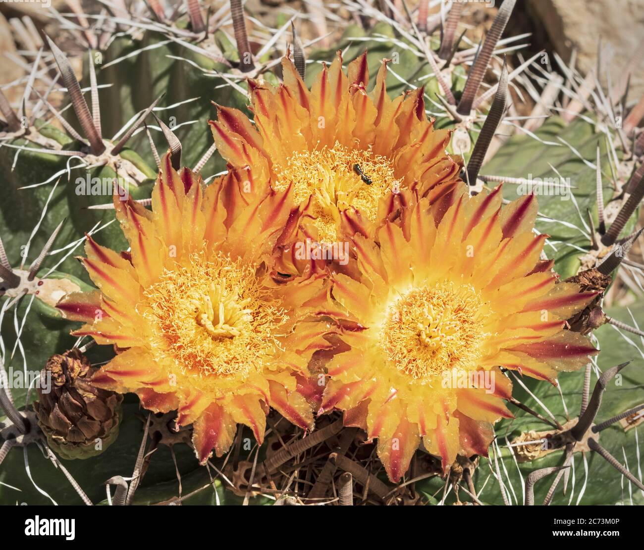 a tight cluster of three beautiful intense yellow and red arizona barrel ferocactus wislizeni cactus flowers above the slightly blurred ugly plant Stock Photo