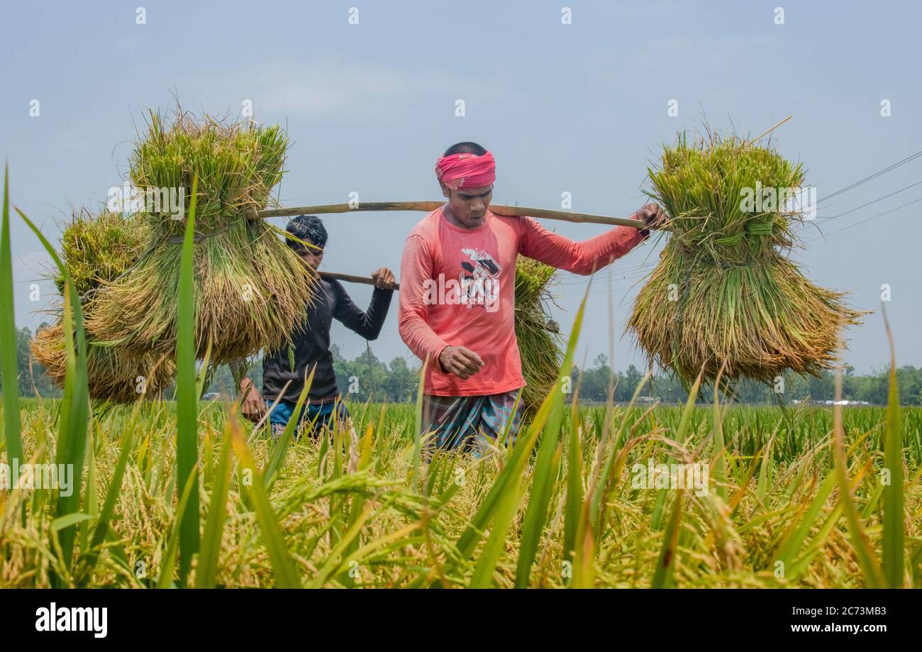 Farme rice yeld calactionagriculture workers on rice field in ...