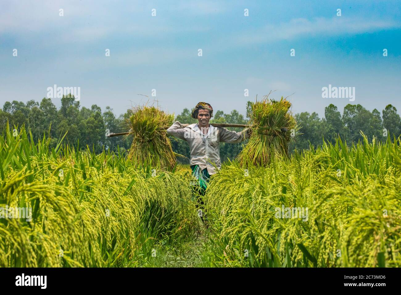 Farme rice yeld calactionagriculture workers on rice field in ...