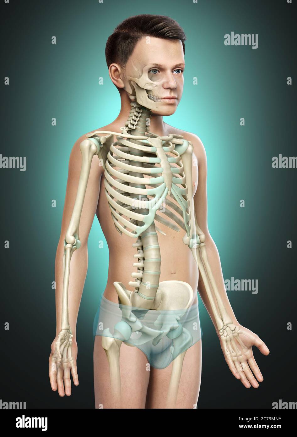 3d rendered, medically accurate illustration of a young boy skeleton ...
