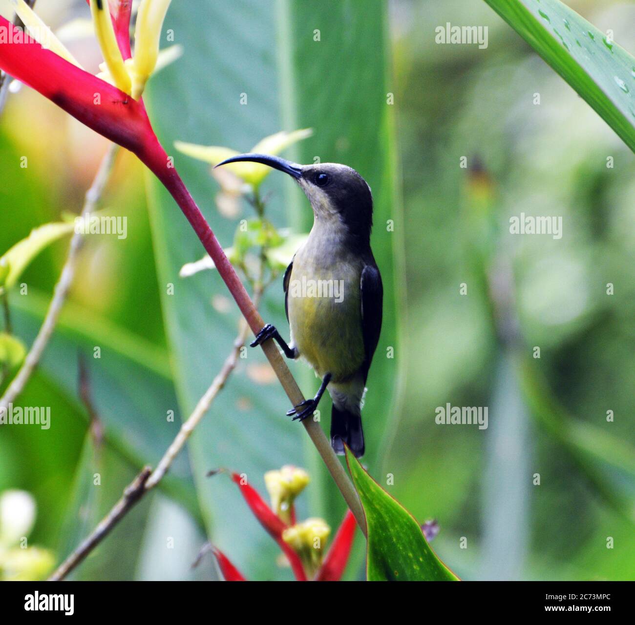 Loten's sunbird or Long billed-sunbird Stock Photo