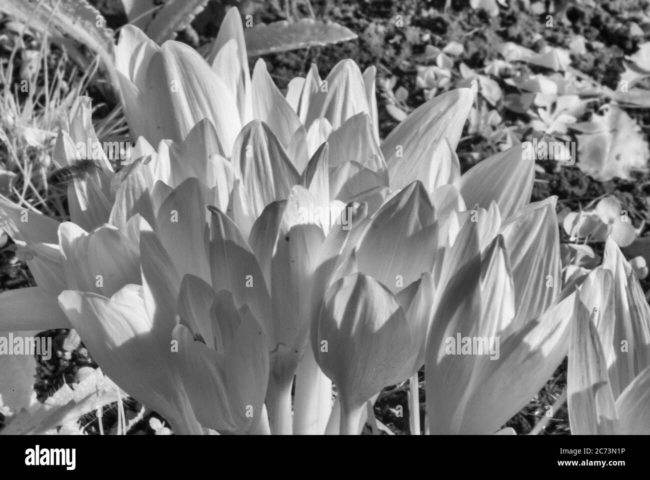 abstract infrared surreal landscape, flower fragments, infrared photo ...