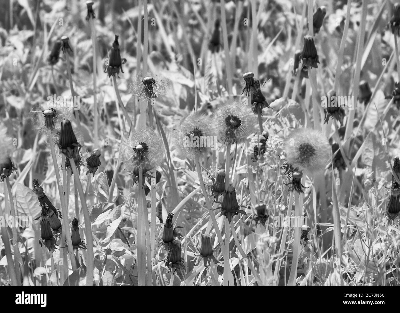 abstract infrared surreal landscape, flower fragments, infrared photo ...