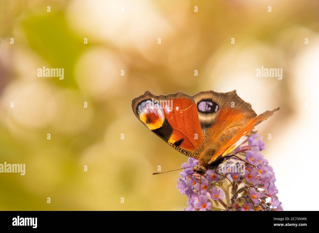 Peacock Butterfly, Aglais io, perched on a purple flower, British Countryside, Bedfordshire, UK Stock Photo