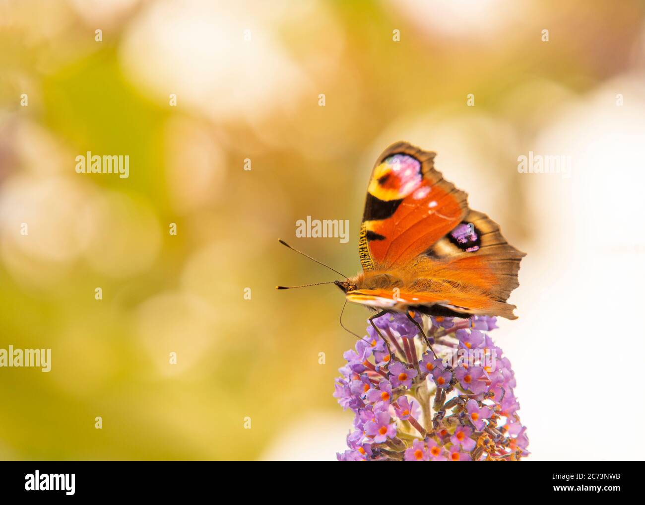 Peacock Butterfly, perched on a shrub in a British Garden, Bedfordshire, July 220 Stock Photo