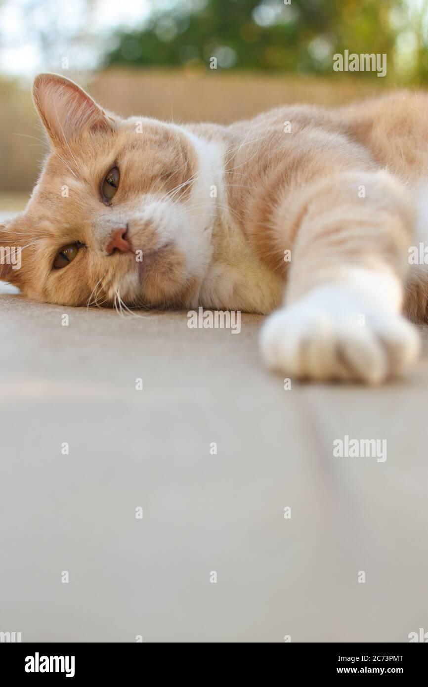 Paws for thought - ginger cat chilling Stock Photo