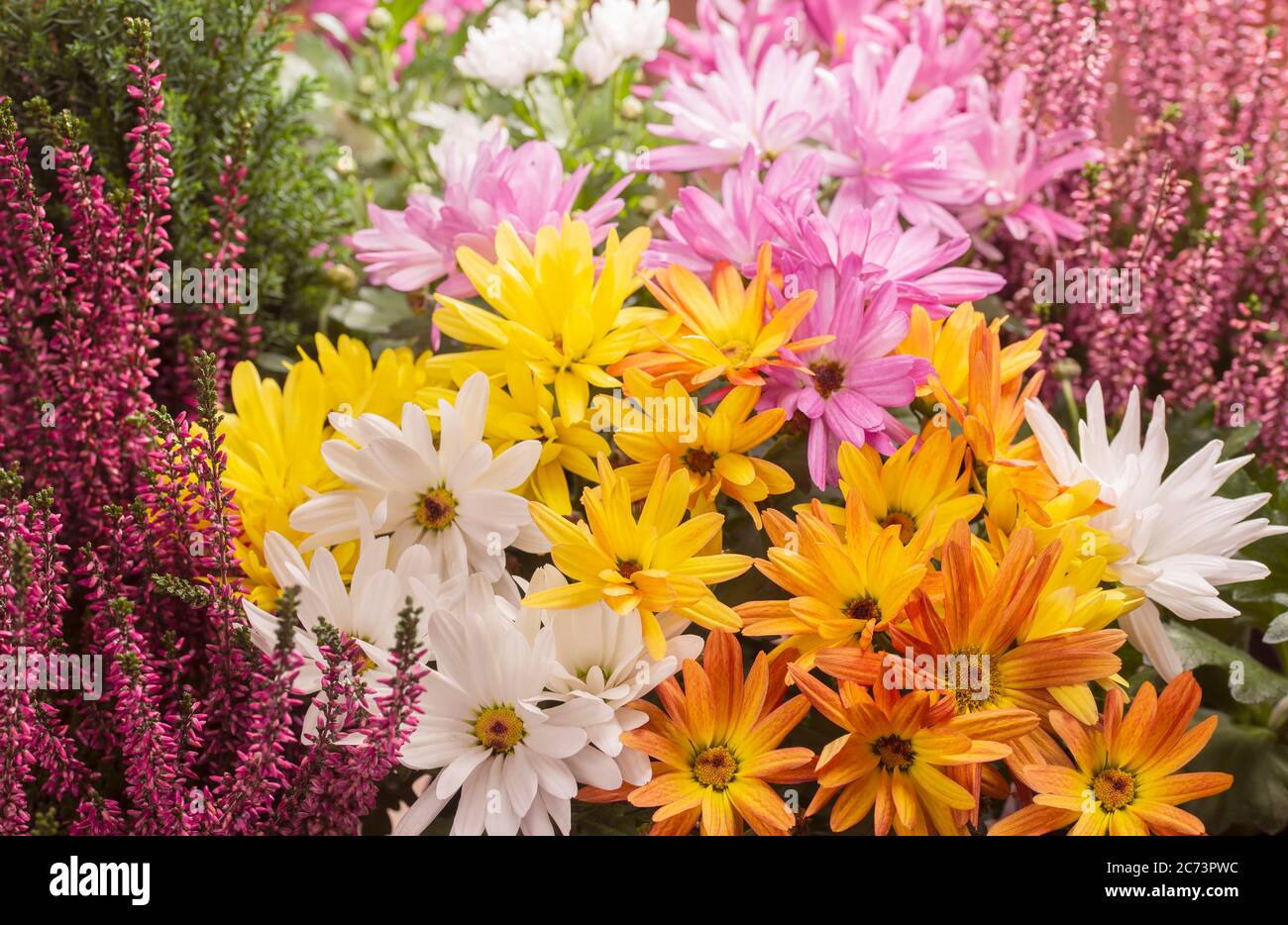 Beautyful autumn flowers - Chrysanthemum and heather Stock Photo