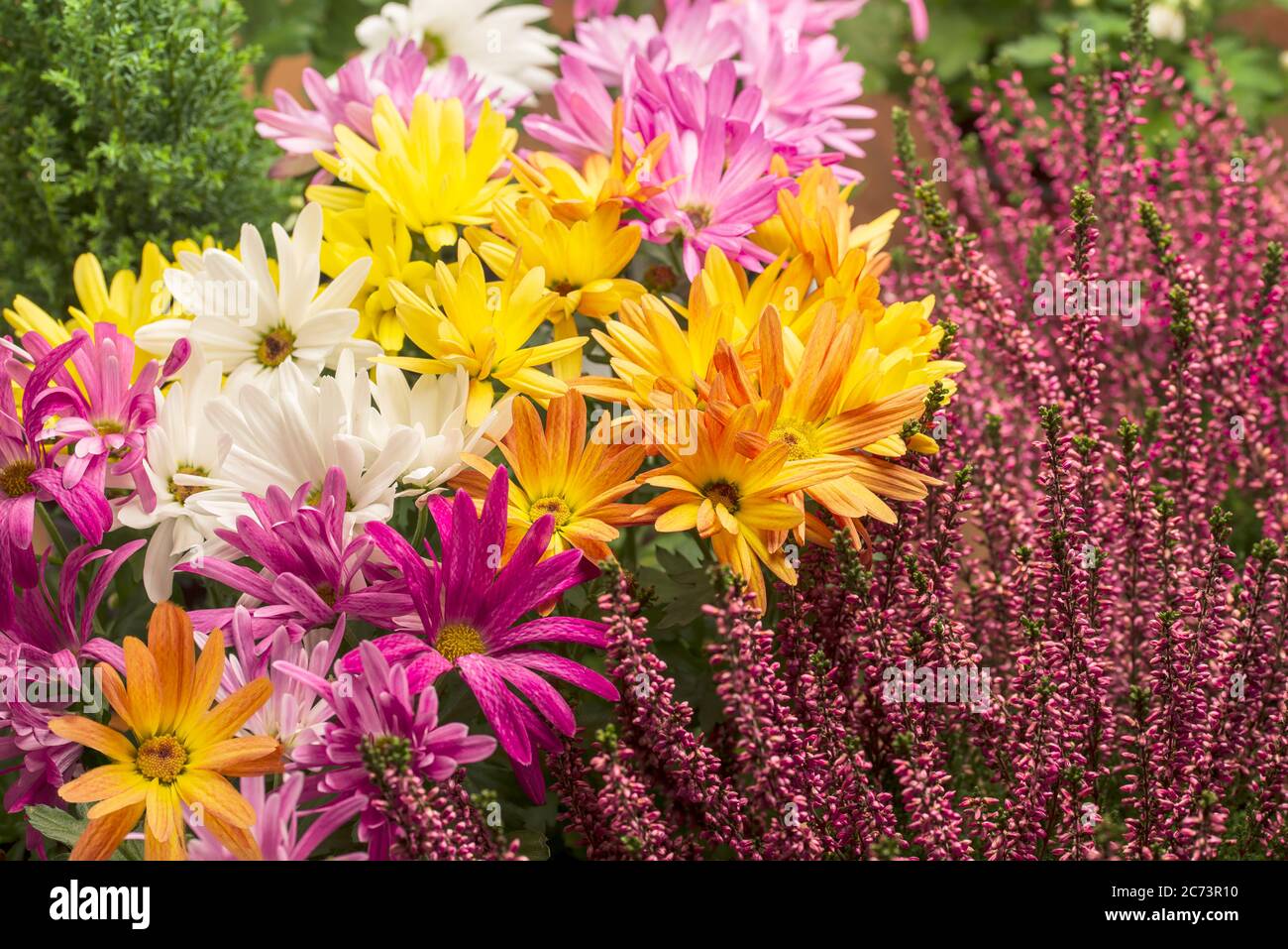Colorful autumn flowers - chrysanthemum and heather Stock Photo