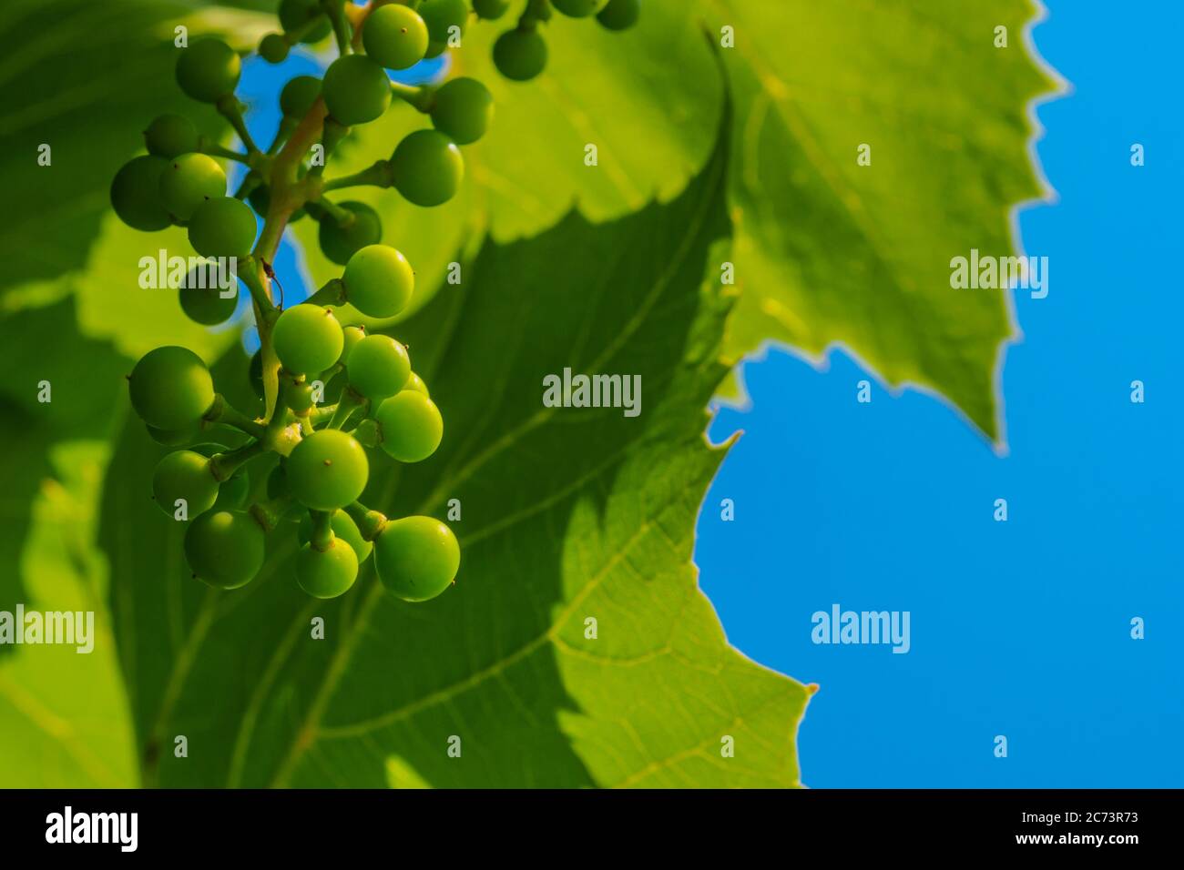 A Bunch Of Unripe Green Grapes On The Background Of Grape Leaves And Blue Sky The Origin Of Wine At The Plantation Winemaking Concept Copy Space Stock Photo Alamy