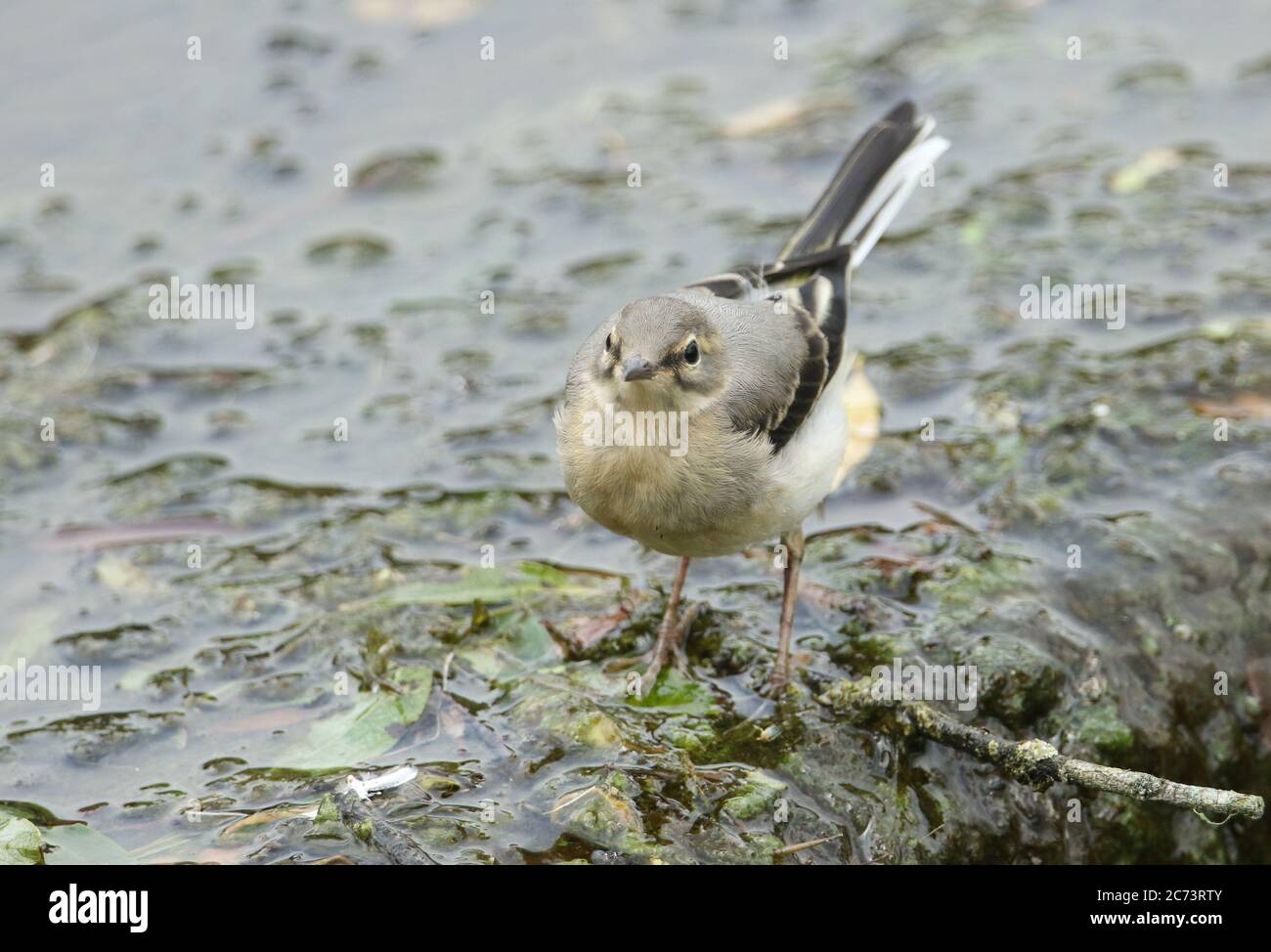 A cute fledgling Grey Wagtail, Motacilla cinerea, hunting for food on top of a weir. Stock Photo
