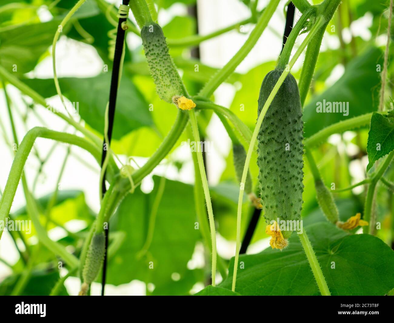Selective focus on a young prickly cucumber on the branches in a home