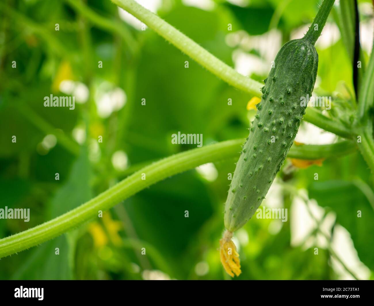 Selective focus on a young prickly cucumber on the branches in a home