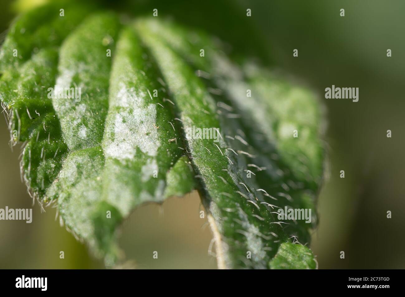 Close up of a leaf of the Yellow Lamium or dead-nettles in a garden. The fine outgrowths or hairs, fine outgrowths on the leaf is clearly visible Stock Photo