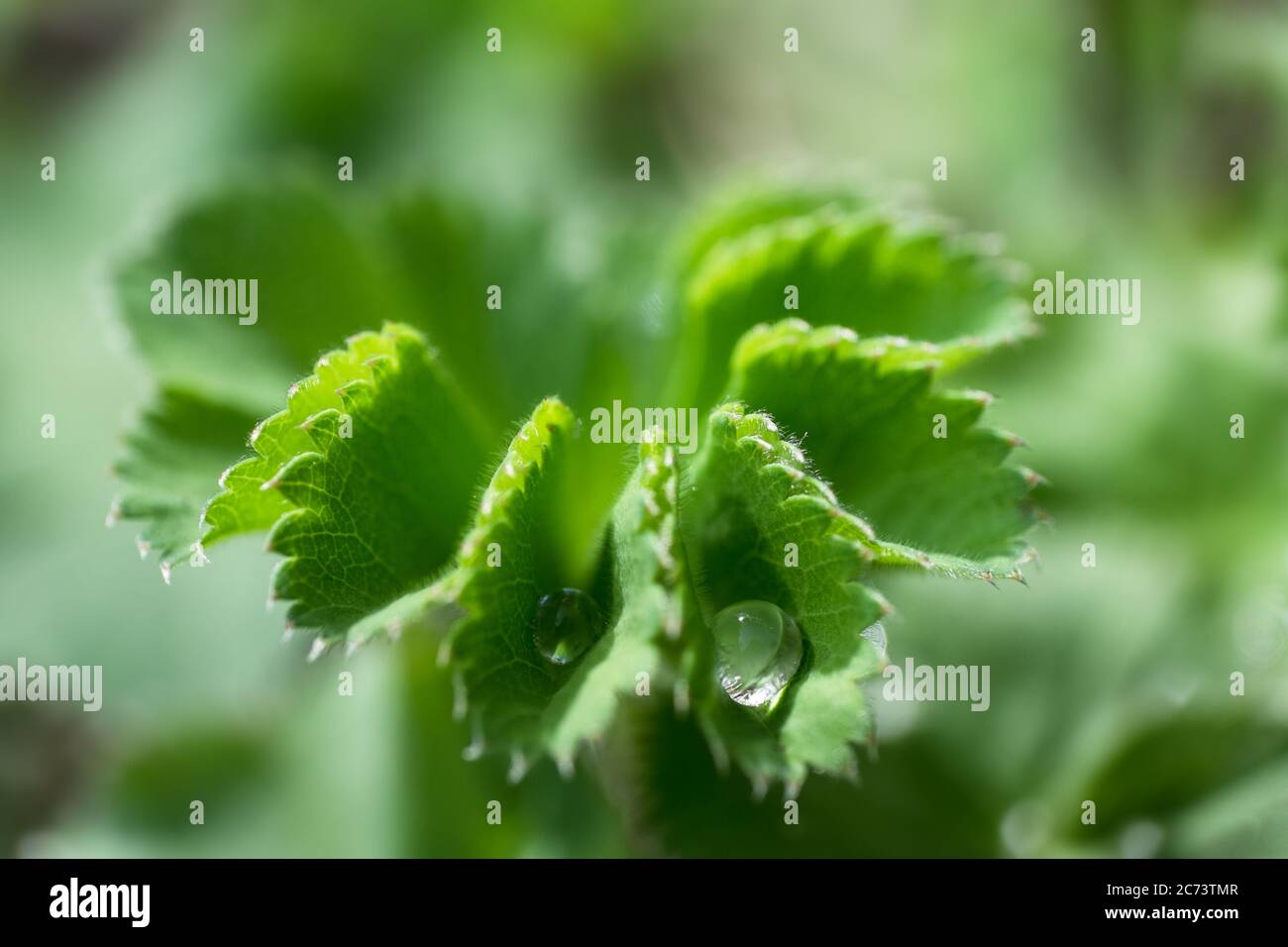 Water drops on the unfolding leaves of  a Lady's Mantle or Alchemilla mollis. Narrow depth of field Stock Photo