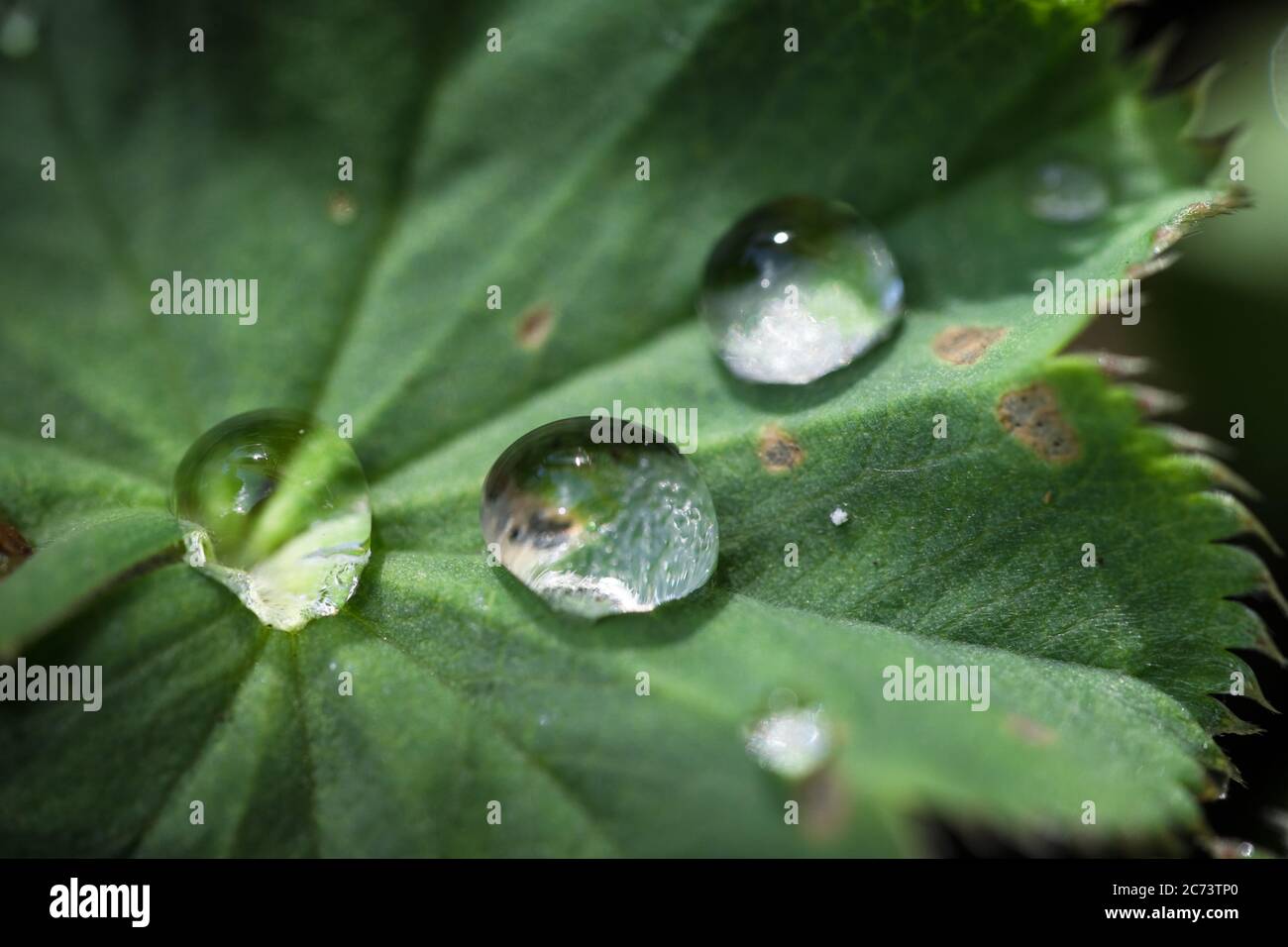 Water drops on the leafs of  a Lady's Mantle or Alchemilla mollis. Narrow depth of field Stock Photo