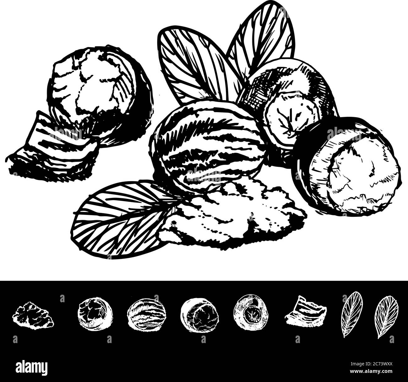 Black and white line drawing of Shea butter fruit. Shea butter is a fat extracted from the nut of the African shea tree. It has as so many benefits fo Stock Vector