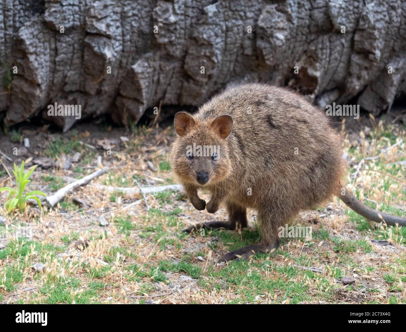 Quokka, Rottnest Island, Western Australia Stock Photo Alamy