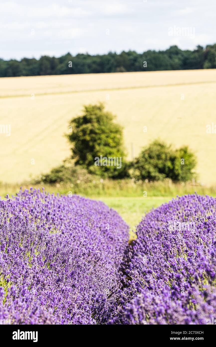 Cotswolds lavender rows in the countryside at Snowshill Stock Photo