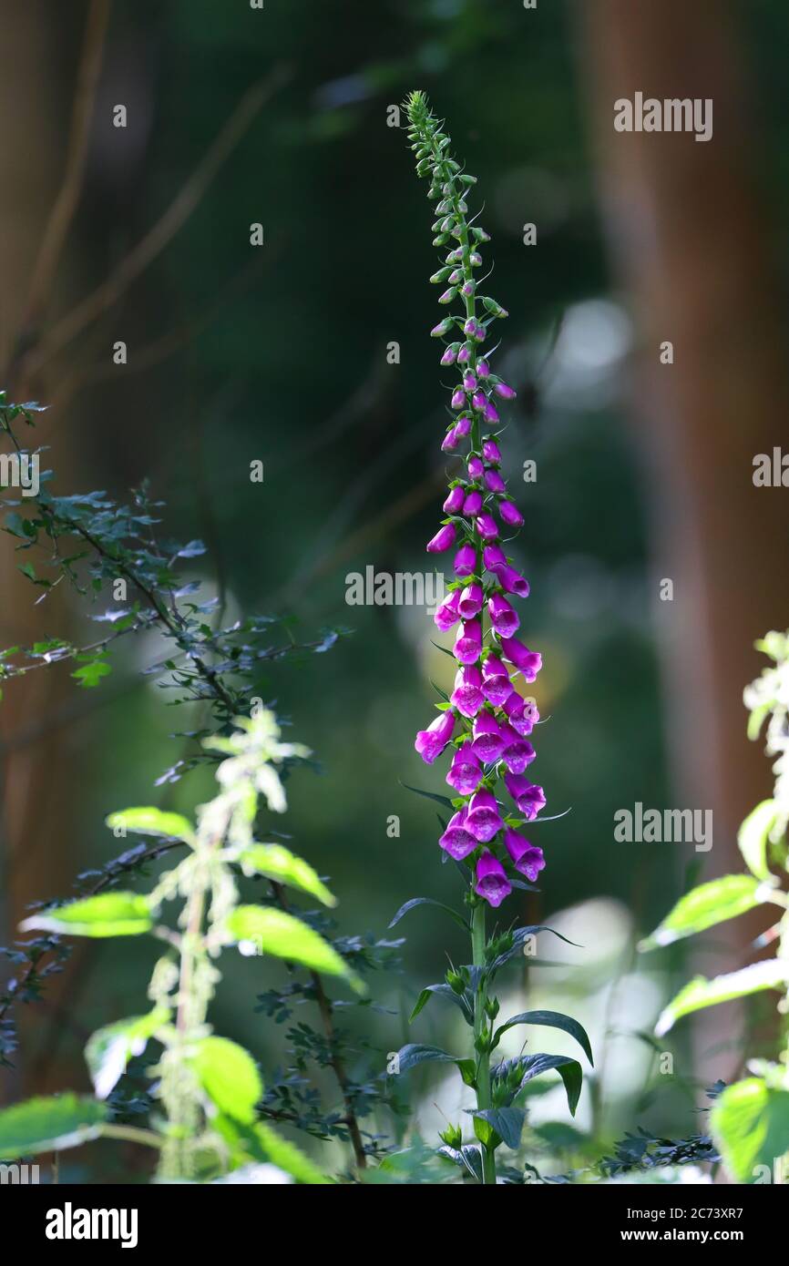 Image of a Common Foxglove or Digitalis purpurea surrounded by plants in a Forest Stock Photo