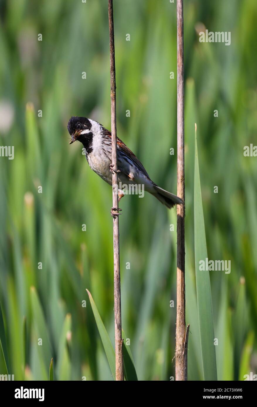 Male Reed Bunting perched on a reed on a sunny day in County Durham, England, UK Stock Photo