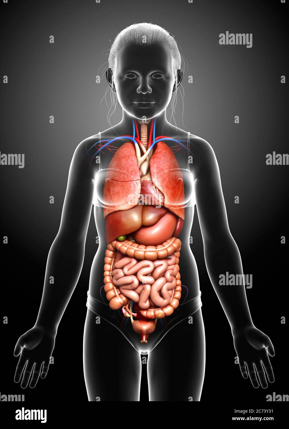 Internal Organs Girl Illustration Hi res Stock Photography And Images internal-organs-girl-illustration-hi-res-stock-photography-and-images