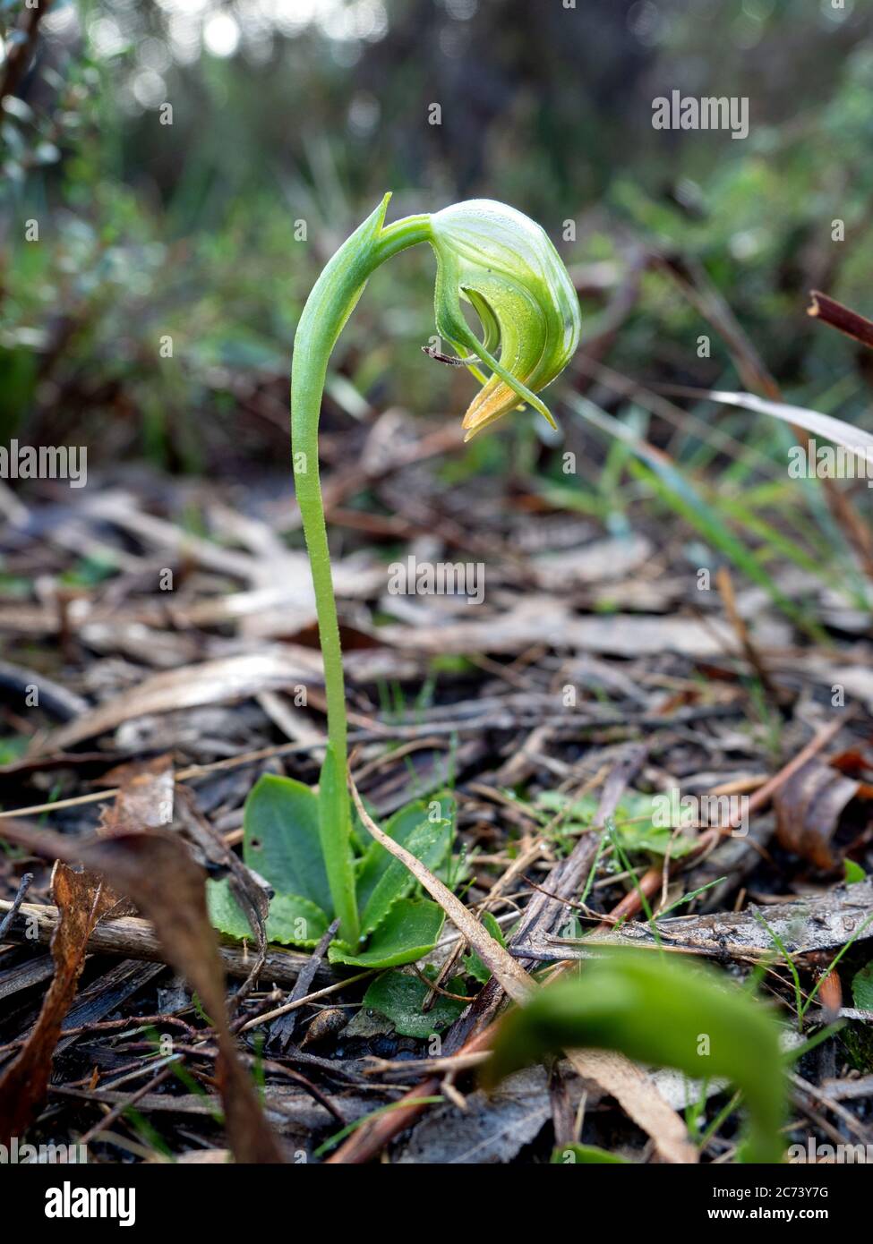 Nodding Greenhood Orchid in the Langwarrin Nature Reserve on the Mornington Peninsula, Australia. Stock Photo