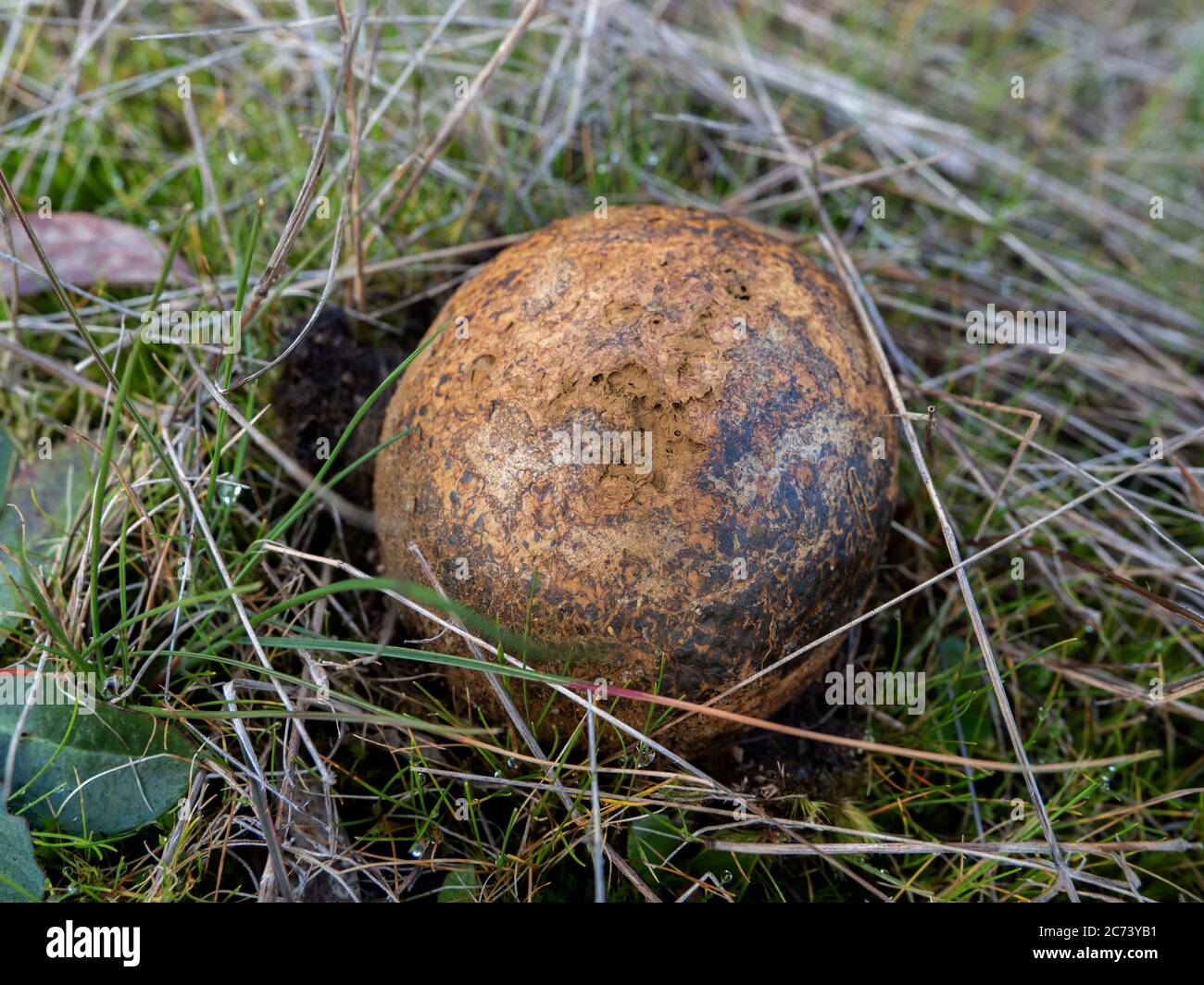 Earthball Fungus, Victoria, Australia Stock Photo