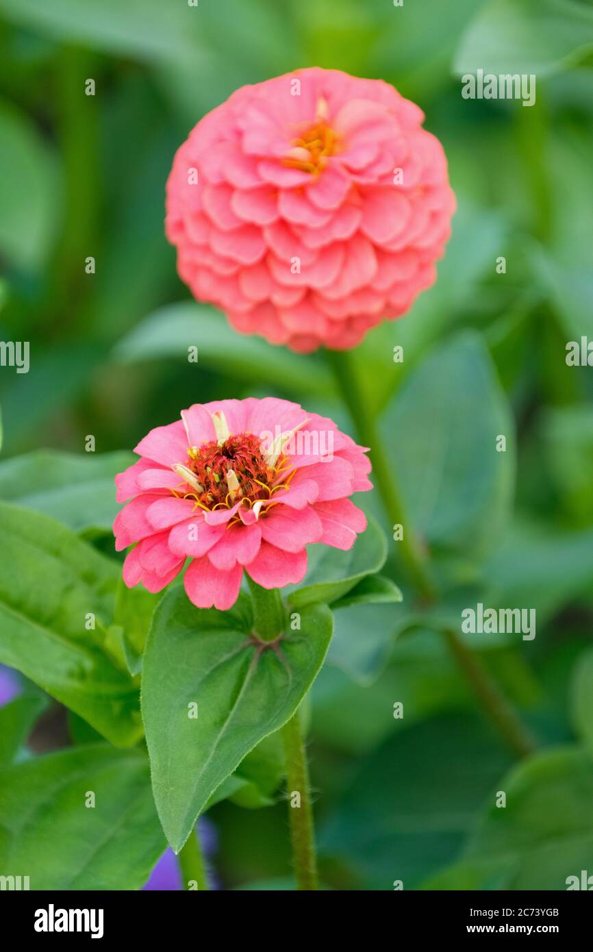 Two salmon-pink flowers of Zinnia elegans 'Lilliput Salmon' with an out of focus green background Stock Photo