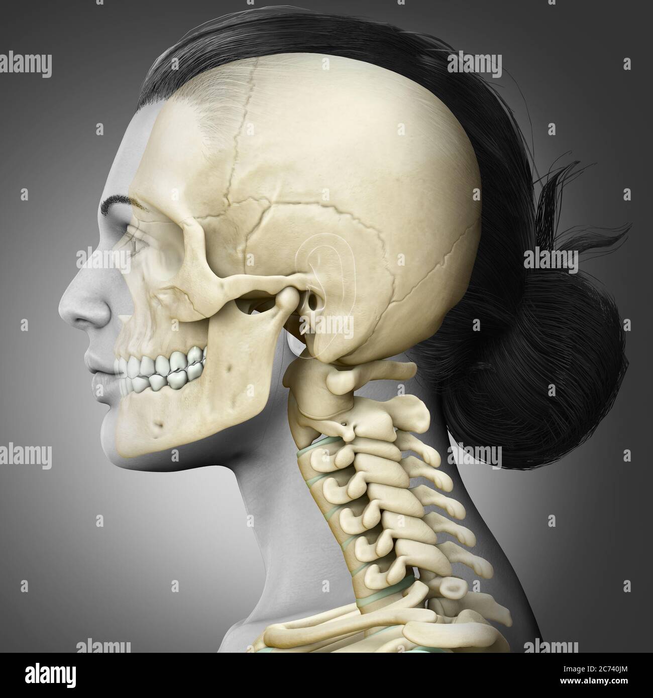 3d rendered, medically accurate illustration of a female scull and neck anatomy Stock Photo