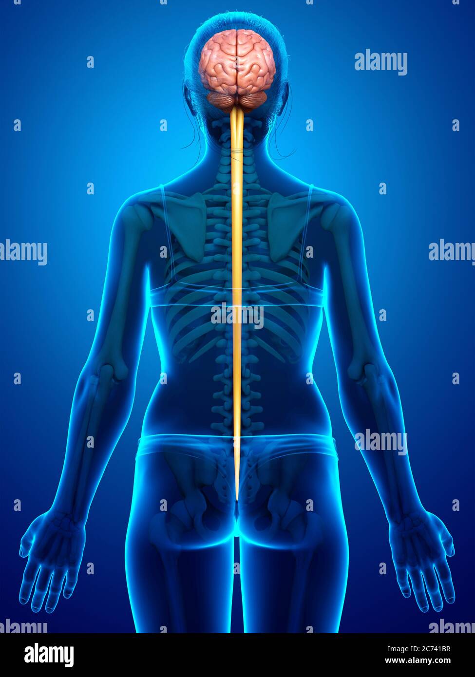 3d rendered medically accurate illustration of the brain Stock Photo ...