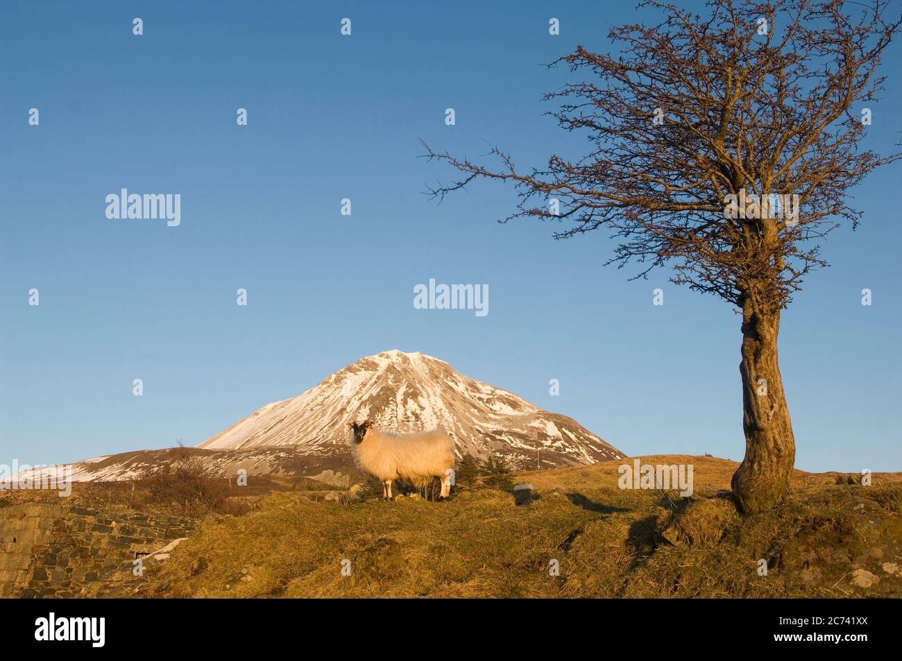 Donegal, Ireland, Mount Errigal in snow with lone sheep in foreground Stock Photo