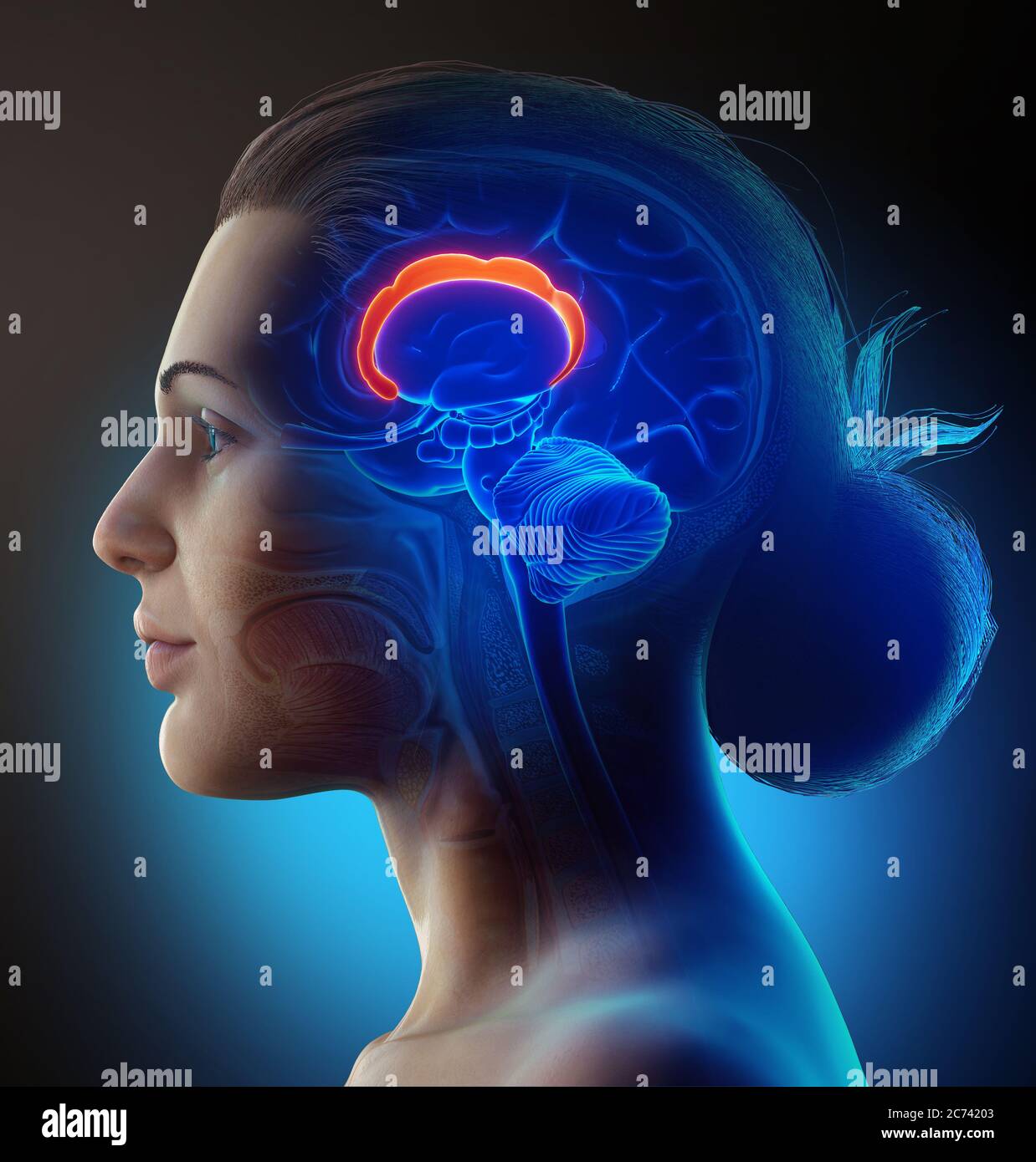3d rendered medically accurate illustration of the brain anatomy Stock ...