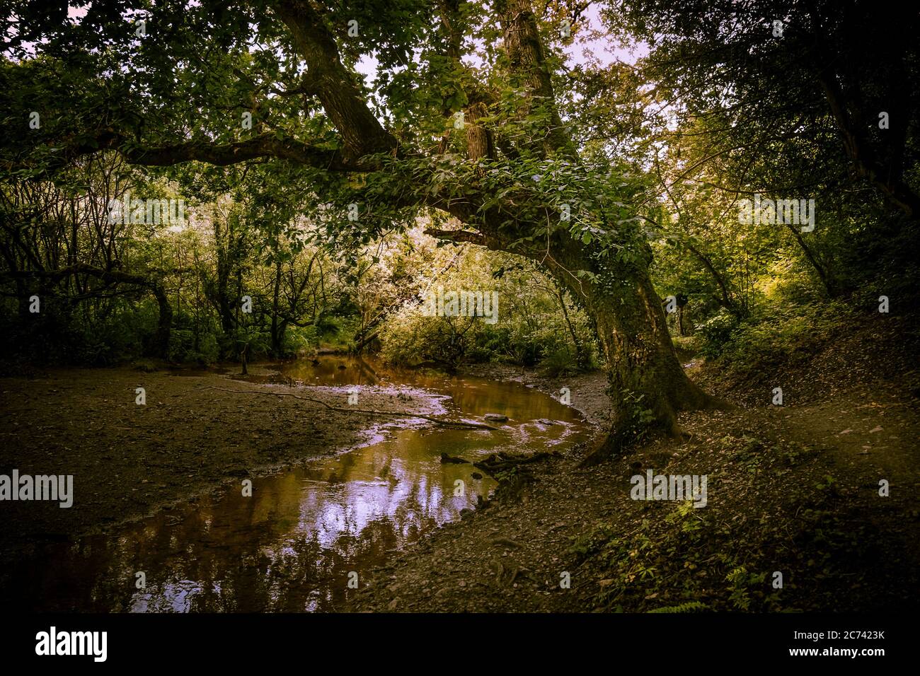 A small river flowing through Metha Woods in the Lappa Valley near St Newlyn East in Cornwall. Stock Photo