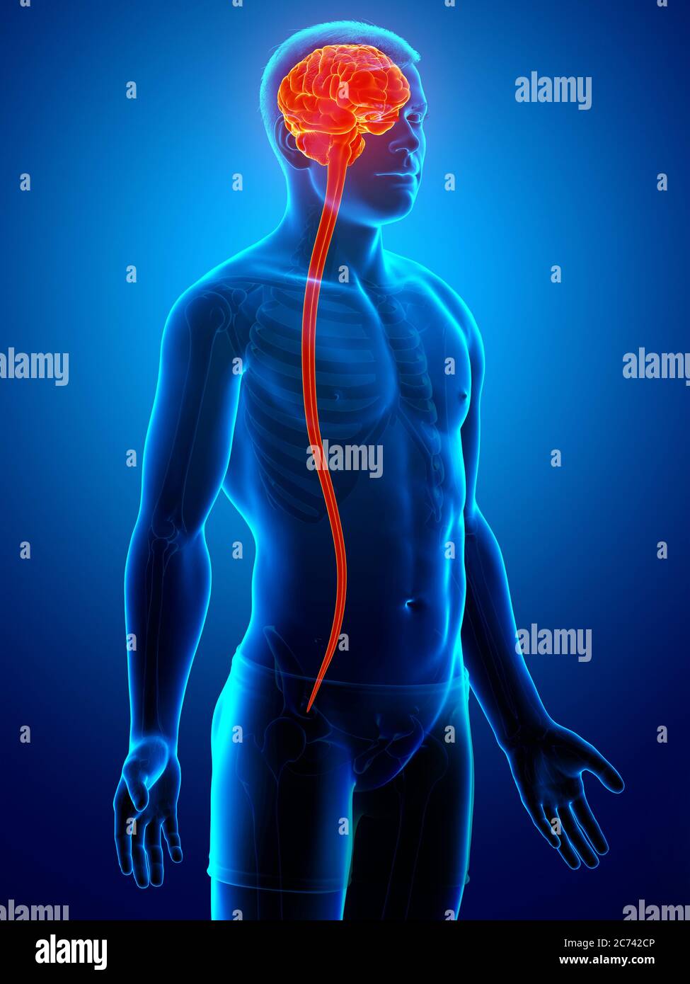 3d rendered medically accurate illustration of a male brain Stock Photo ...