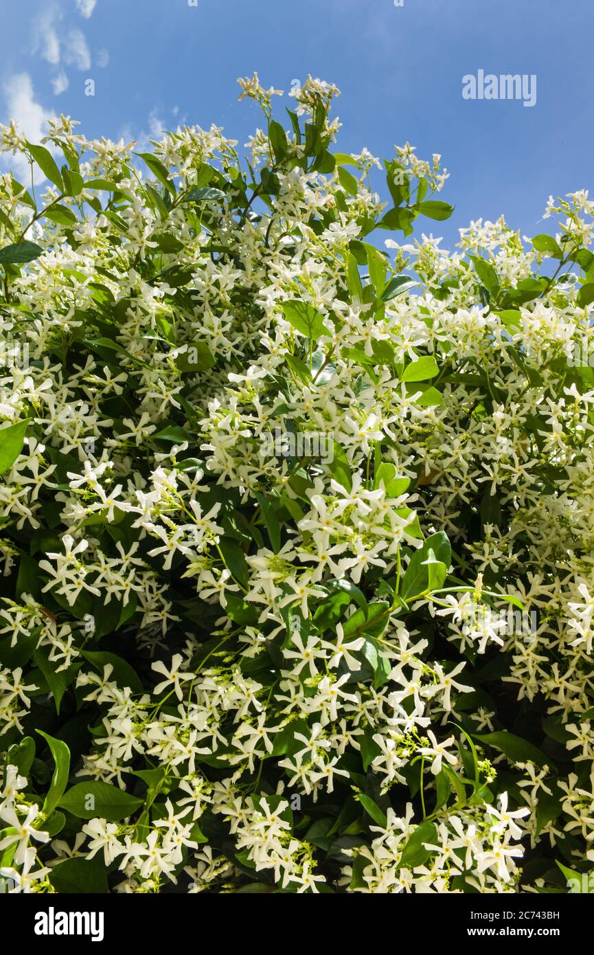Sweetly scented white flowers of the climbing vine star or false jasmine with blue sky. Vertical