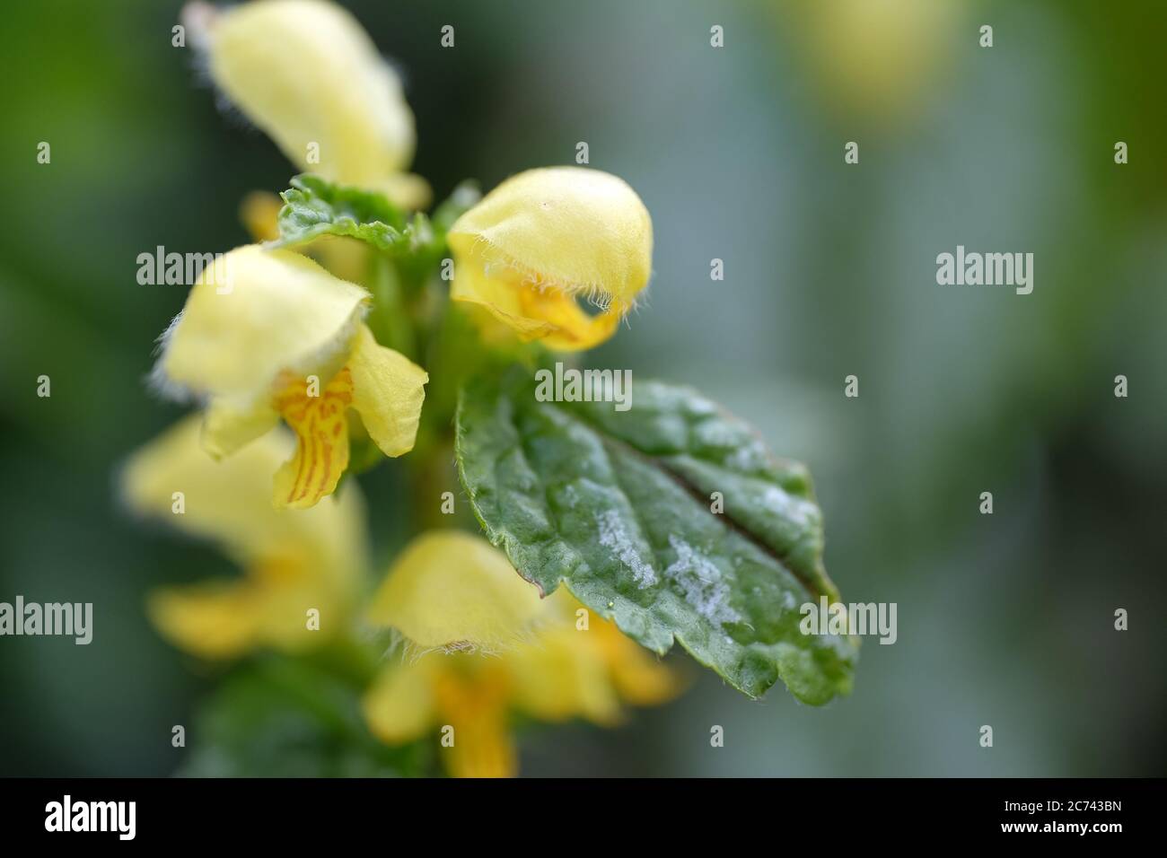 Close up of Yellow Lamium or dead-nettles flowers in a garden. The fine outgrowths or hairs, fine outgrowths on the buds and flowers are clearly visib Stock Photo