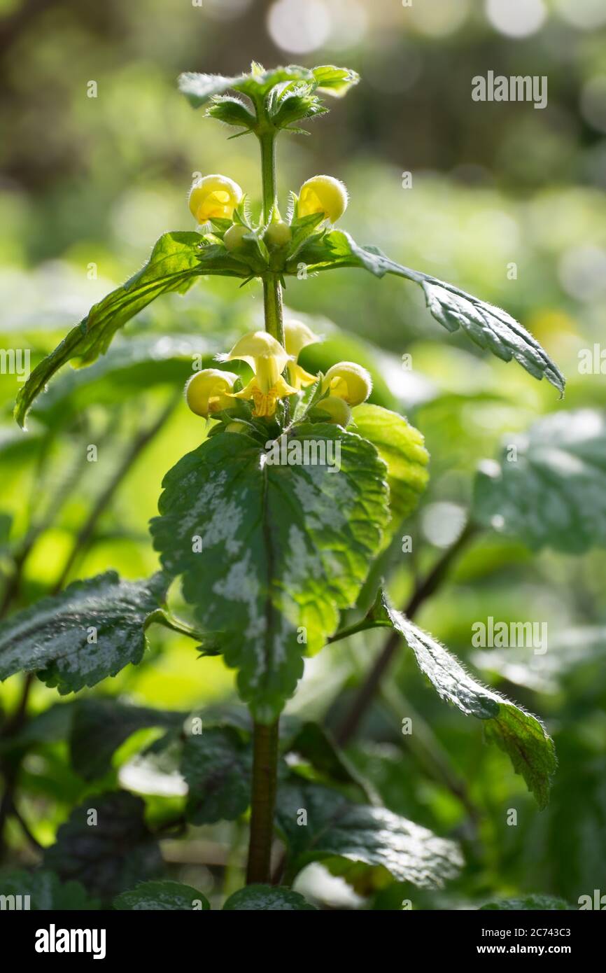 Yellow Lamium or dead-nettles in a garden. This culitvar prefers shade and are planted in fall Stock Photo