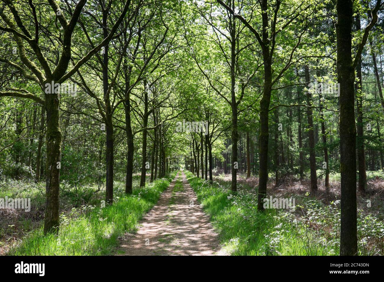 Walking path in deciduous forest hi-res stock photography and images ...