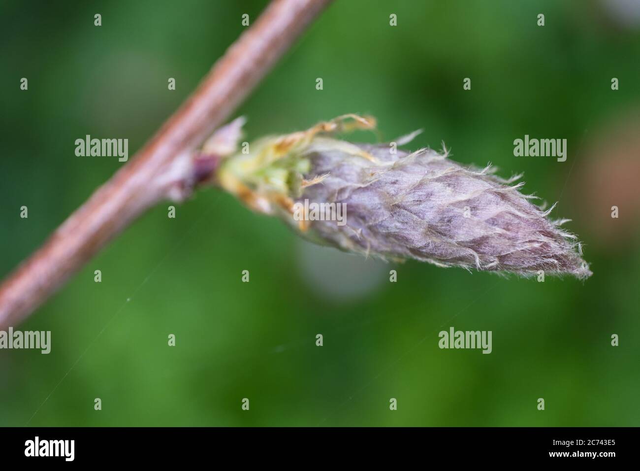 Macrophoto of a wisteria flower bud in spring. Green blurred